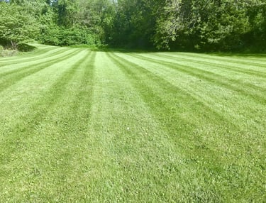 Green lawn with forest in the background on a sunny day