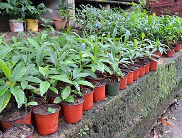 Sustainable Community Forestry Initiative