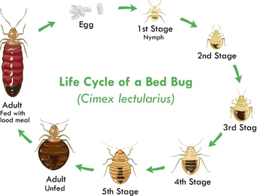 a life cycle of bed bugs