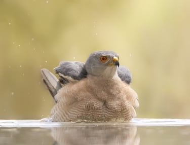 Shikra roofvogel badend in het water