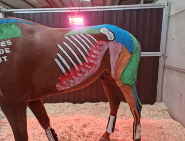 Painted horse midriff and hind quarters