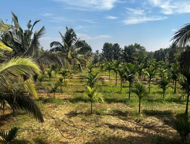 Nandi Farms