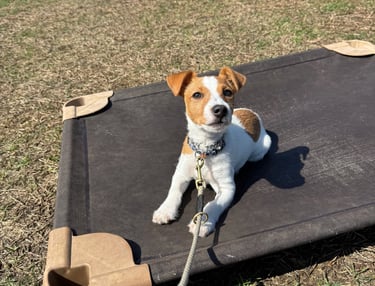 Young Jack Russell Terrier during place training in Tampa puppy obedience program.