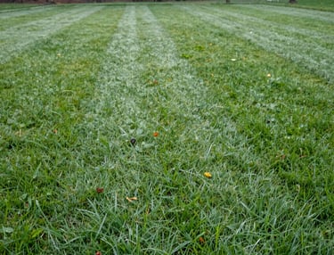 A slow-motion shot of a freshly mowed Michigan lawn with crisp, clean lines under a bright sky.