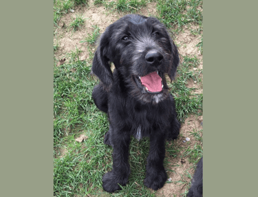 cucciolo labradoodle allevamento italia