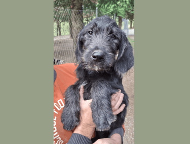cucciolo labradoodle allevamento italia