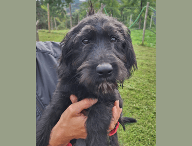 cucciolo labradoodle allevamento italia