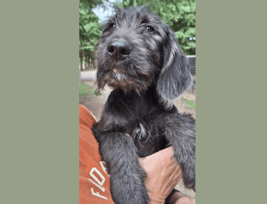 cucciolo labradoodle allevamento italia