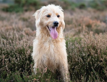 lillidale dog smiling in the field