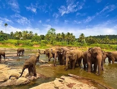 Elephant Sanctuary in Way Kambas NP