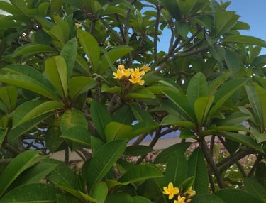 Yellow callachuchi by Callachuchi Homestay