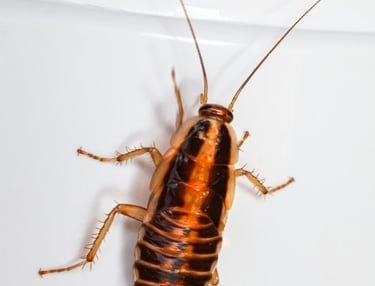 pest intrusion
