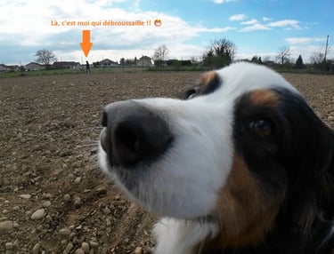 Close-up of an Australian Shepherd dog in a field with a person brushcutting in the distance.