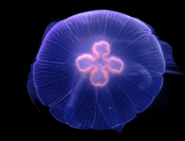 aurelia aurita a stomaco pieno