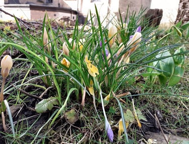 Bulbs