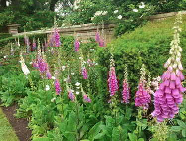Foxgloves