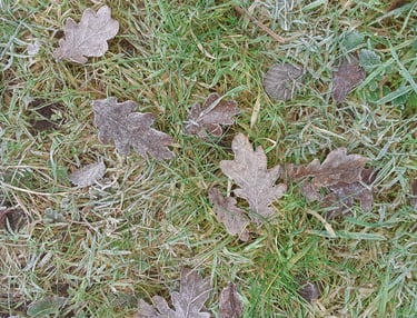 Frosty leaves