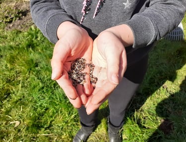 Meadow seeds