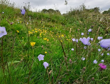 Wildflower