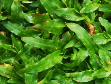 A close-up of a perfectly manicured Pearl Grass lawn, highlighting its fine texture 16 * 9