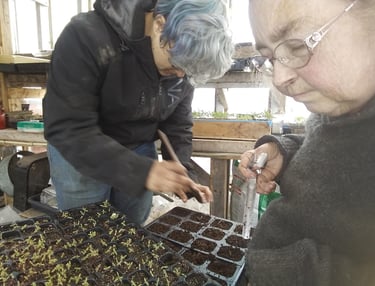 Farmer Ann and another person work on seedlings in the greenhouse