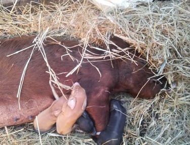 a Tamworth pig nursing piglets