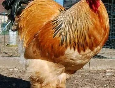 Brahma breed image