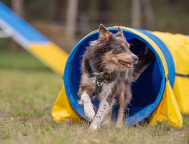 cours d’agility éducatif pour chien sur terrain sécurisé à cestas