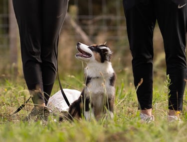 séance d’ecole du chiot à Cestas