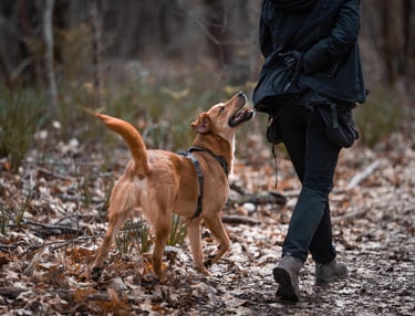 éducation canine bienveillante pour chien à mérignac