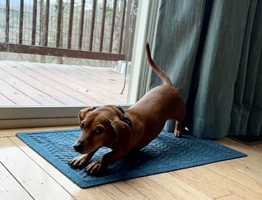 a dog is stretching on a rug