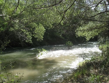 cañaverosa bosque de rivera calasparra paruq murcia