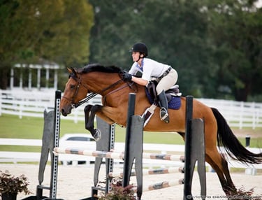 Bay horse jumping over fence in an arena.