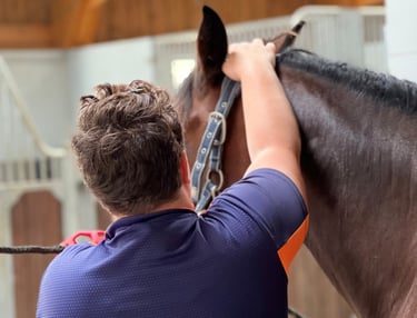 Une masseur équin masse la nuque d'un cheval bai