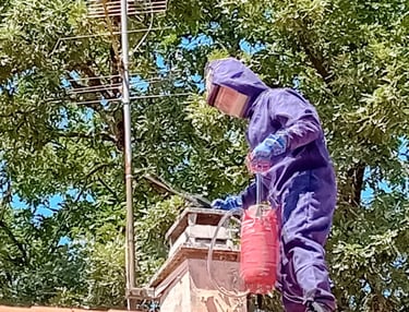 frelon toit st médard en jalles