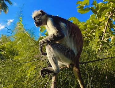 Zanzibar red colobus monkey resting in the tree canopy of Jozani Forest