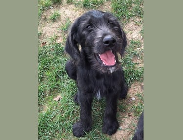 cucciolo labradoodle allevamento italia