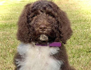 aussie doodle brown