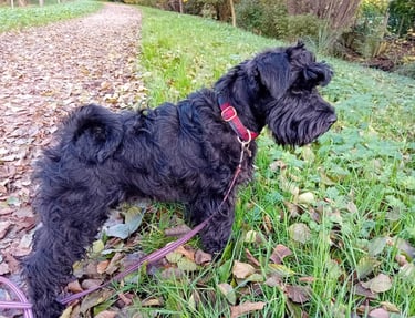 Alibi des Diamants Noirs d'Also