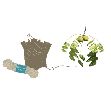 illustration of black walnut; a dye plant we use for our yarn