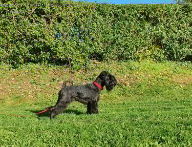 Panzer, étalon Les Diamants Noirs d'Also