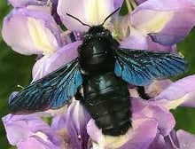 Abeille bleu