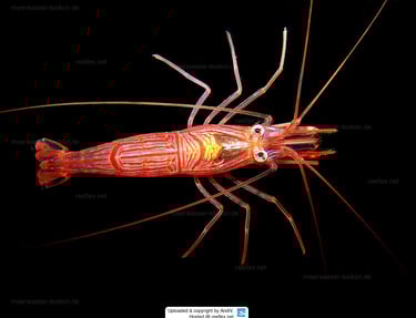 camarao bailarino Lysmata ankeri