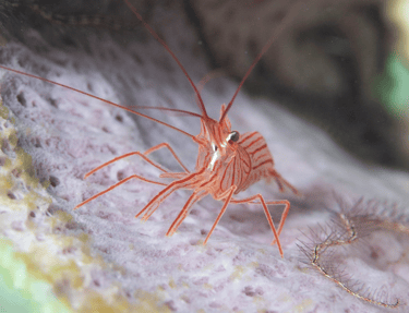 camarao bailarino Lysmata pederseni