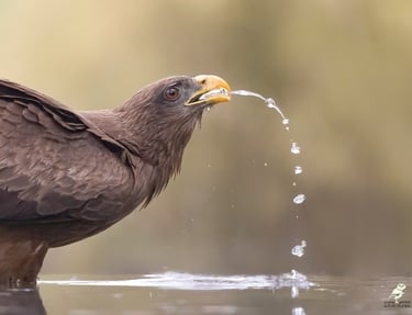 A brown hawk with a yellow beak drinks from a river with water dripping from its mouth.