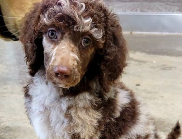 Chiot caniche royal brun et blanc, doux et élégant