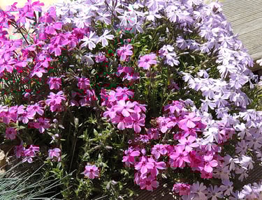 La mignonne fleur d'œillet rampant qui forme un coussinet
