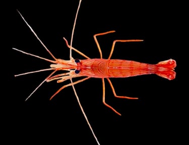 camarao bailarino Lysmata bahia