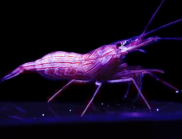 camarao bailarino Lysmata boggessi