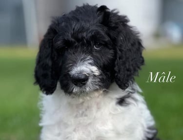 aussie doodle black and white